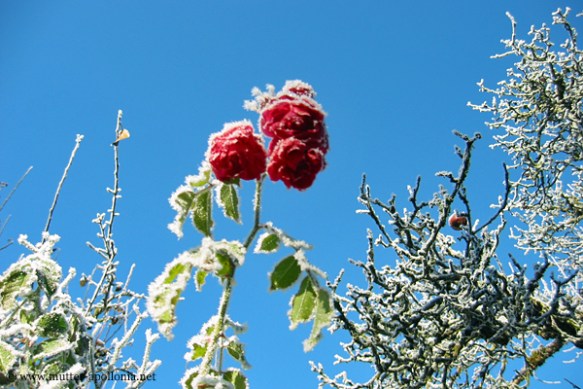 Der Winter hält Einzug 03