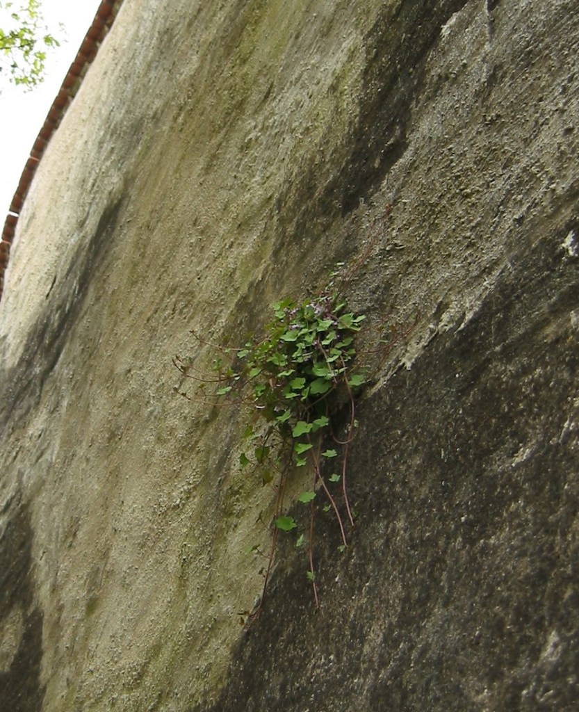 Standhaftigkeit in Bedrängnis